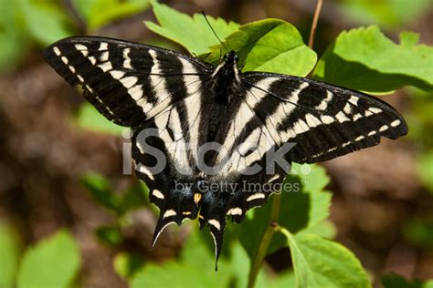 Foto De Stock Tigre Swallowtail Butterfly Libre De Derechos FreeImages