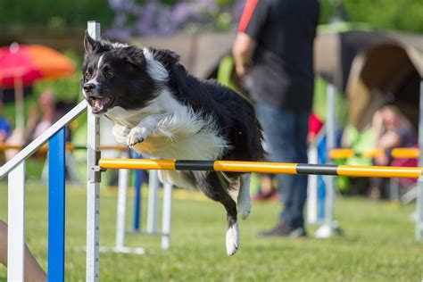 Top 10 Dog Agility Breeds Which Dogs Are Best At Agility