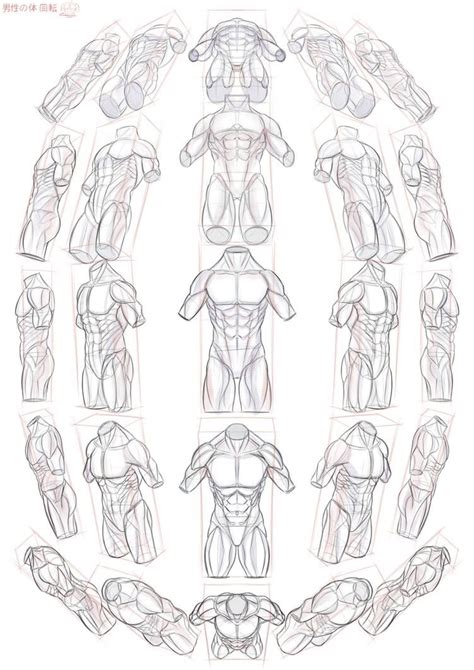 Human Anatomy Male Drawing Human Anatomy Male Torso Drawing