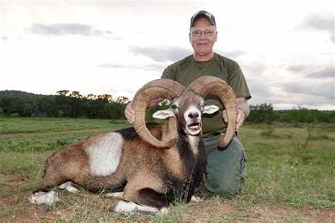 Mouflon Sheep Hunts Star S Ranch