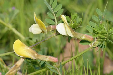 Hairy Vetch Poisoning In Horses Symptoms Causes Diagnosis