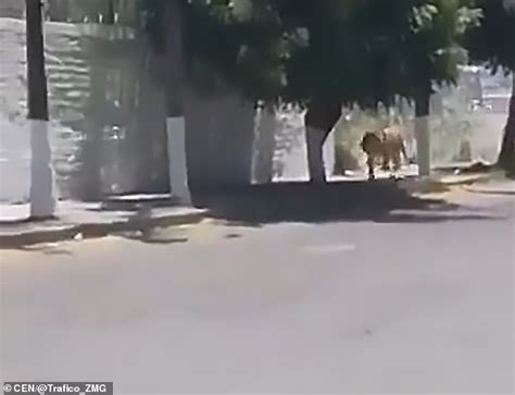 Cowboy Lassoes Runaway Tiger By Its Neck On Mexico Street Daily Mail