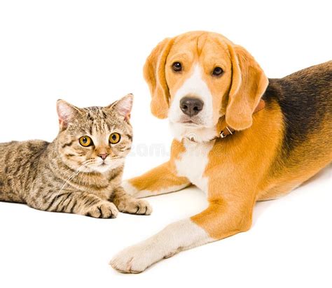 Portrait Of A Dog And Cat Hugging Each Other Stock Photo Image Of
