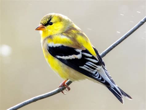 American Goldfinch Celebrate Urban Birds