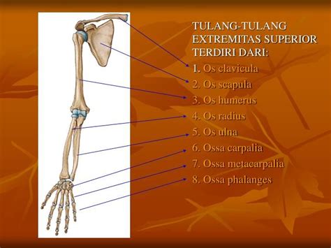 Anatomi Otot Ekstremitas Superior Pada Anatomi Tubuh Vrogue Co