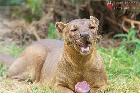 Hungry Fossa By Ravenith On Deviantart