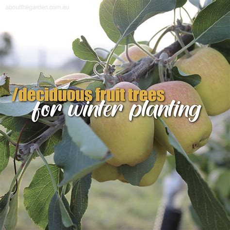 Deciduous Fruit Trees For Winter Planting About The Garden Magazine