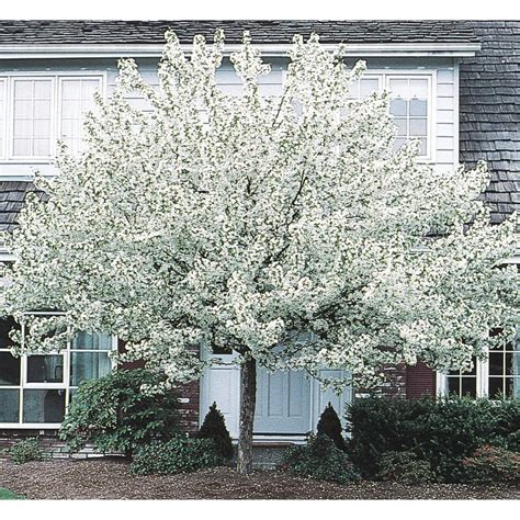 955 Gallon White Spring Snow Crabapple Flowering Tree In Pot With