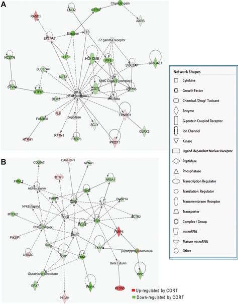 Gene Interaction Networks Predicted By Ingenuity Pathway Analysis Ipa Download Scientific