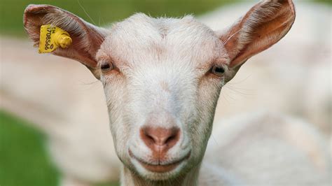 Video These Goats Stare At Men—when They Want Help Science Aaas