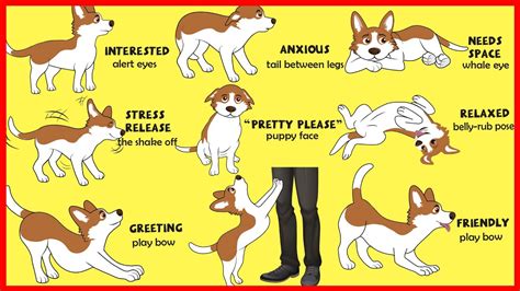 Dogs Body Language Explained Youtube