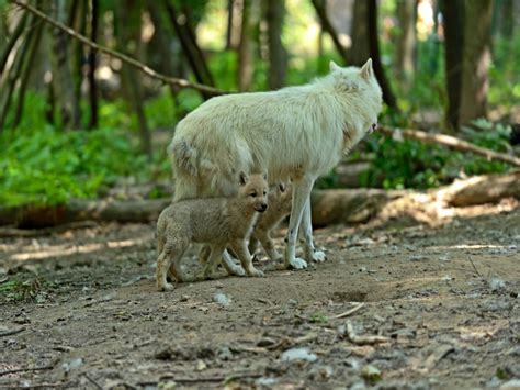 26 Stunning Images Of Woodland Animals In Their Natural Habitat