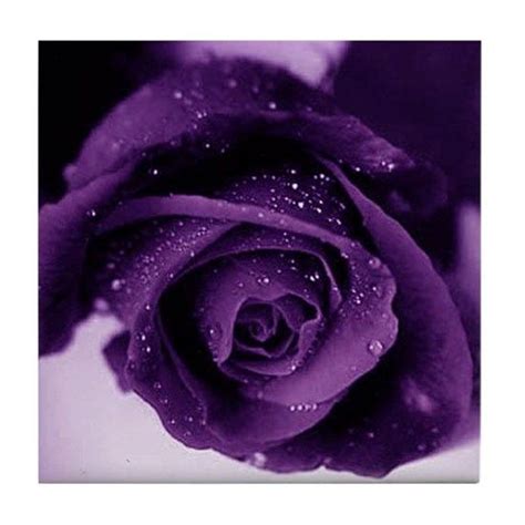 Purple Rose Tile Coaster By Starangels Shop Cafepress