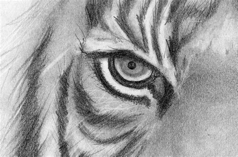 Pencil Drawing Print Tiger Eyes Etsy