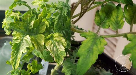 5 Unbelievable Things Epsom Salt Does For Tomato Plants