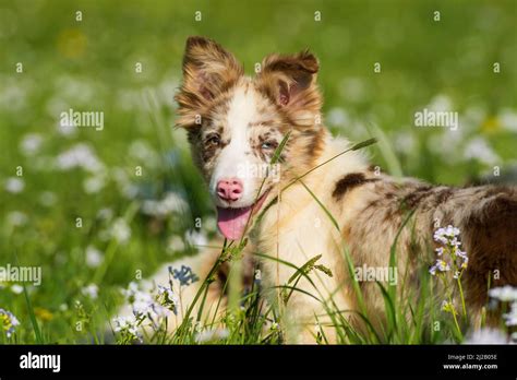 Border Collie Puppy In A Spring Meadow Stock Photo Alamy