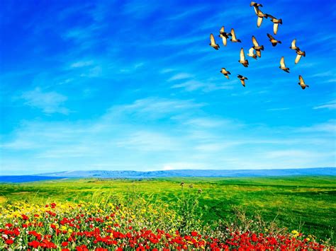 Birds In Sky Wallpapers Top Free Birds In Sky Backgrounds