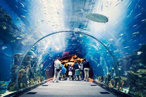 Dubai Aquarium And Under Water Zoo Tickets To Explore A Fascinating