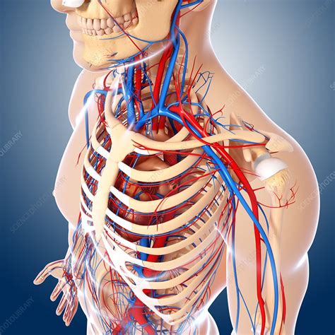 The sternum or breastbone sits in the center of the ribcage and stabilizes the thorax. Upper body anatomy, artwork - Stock Image - F006/1233 ...