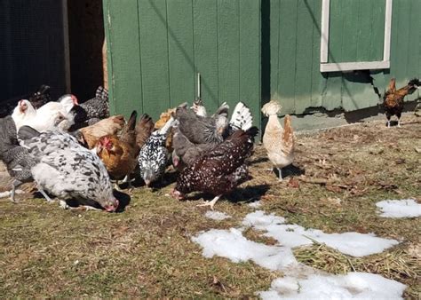 15 Best Chicken Breeds To Keep Together For Backyard Flock