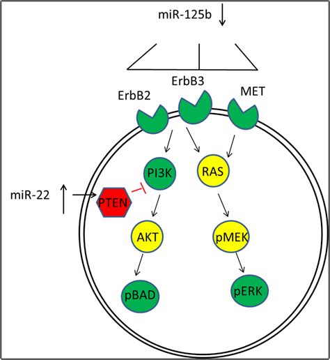 model for dual regulation by mir 125b and mir 22 rppa data shows download scientific diagram