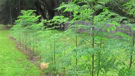 Growing Moringa Oleifera Youtube