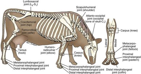 Skeletal Anatomy Of Bovine Leg