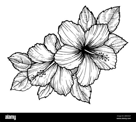 Hand Drawn Tropical Hibiscus Flower With Leaves Sketch Florals On