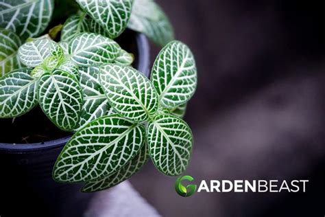 Nerve Plant Care How To Grow And Care For Fittonia