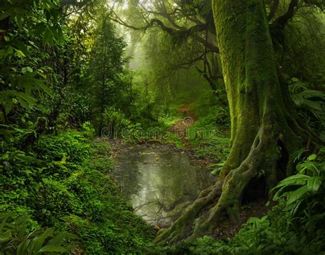 Deep In The Asian Rainforest Tropical Nature Stock Photo Image Of