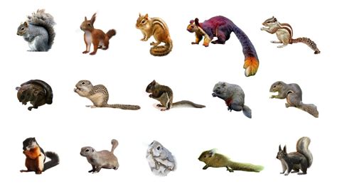 Types Of Squirrels Learn Types Of Squirrels In English Language ️