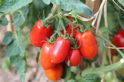 Tomates Roma Le Jardin De Rodolphe