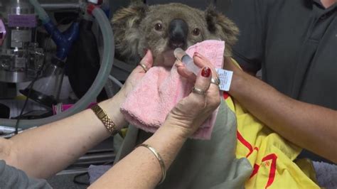 Australia Bushfires Up To 30 Of Koalas May Have Been Killed In New South Wales Cnn