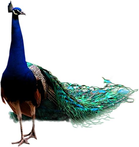 Peacock Transparent Background Png All
