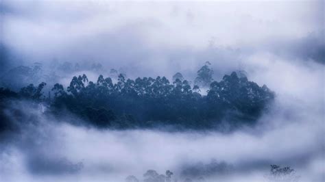 Wallpaper Forest Mist Munnar Kerala Bing Microsoft