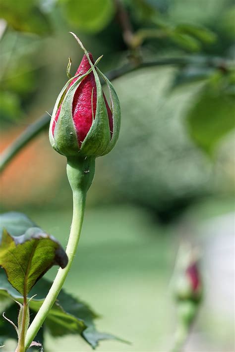 Rosebud Rose Flower Red Free Photo On Pixabay Pixabay