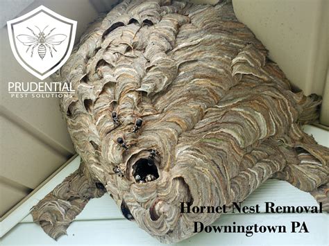 Hornet Nest Removal Downingtown Prudential Pest Solutions