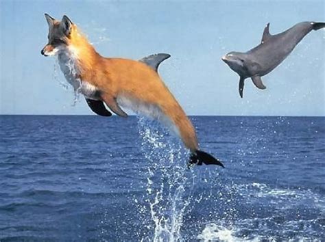 Firefox animal anime (page 1). Pin by Sake Shen on Firefox | Animals, Fox, Photo