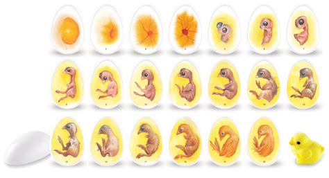 Fertile Eggs Embryo Stages Chicken Life Cycle Hatching Chicks