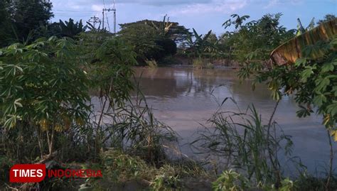Sungai Meluap Puluhan Hektar Sawah Di Demak Tergenang Times Indonesia