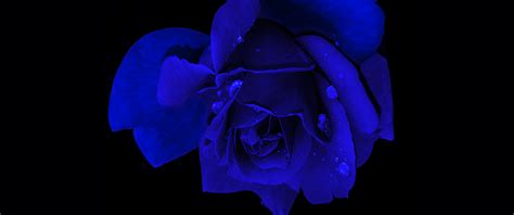 Discover More Than 74 Blue Rose Desktop Wallpaper Nhadathoanghavn