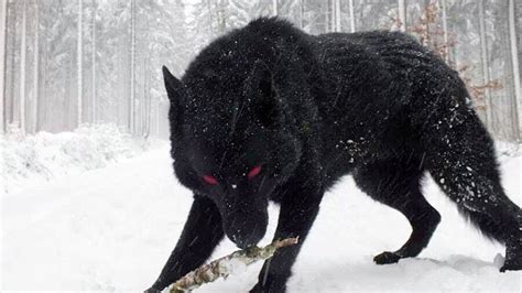 15 Wolves You Wont Believe Actually Exist 2 YouTube