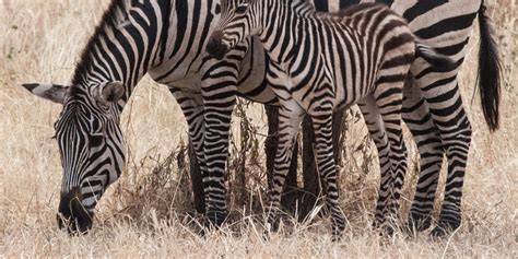 Zebra Stripes May Be More For Cooling Than Camouflage Huffpost