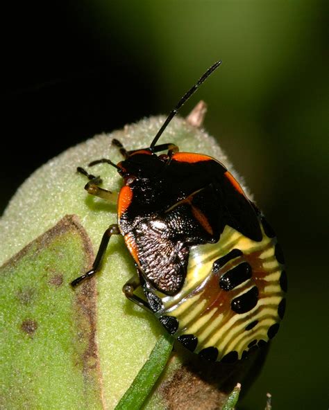 Green Stink Bug Chinavia Hilaris Hemiptera Pentatomidae 1366045