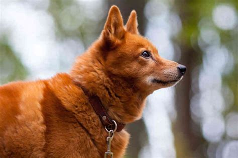 Finnish Spitz Dog Breeds Information Full Of Dogs