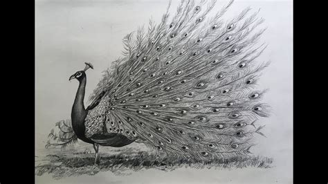 Peacock Pencil Drawing At Paintingvalley Com Explore Collection Of