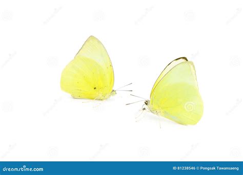 Butterfly On Yellow Garden Flower Stock Image 83849923