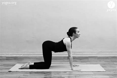 Marjariasana Cat Pose YOGEA Innovative Yoga