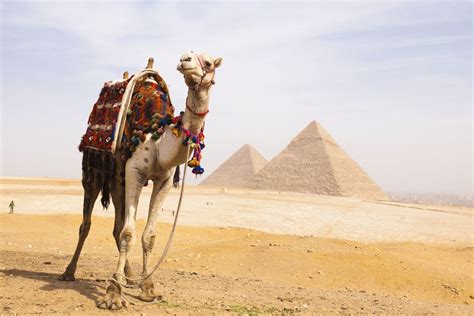 Fun Facts About African Animals The Camel