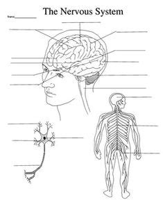 Nervous system diagrams diagrams allow students to easily visualize the anatomy of human body structures. Blank Nervous System Diagram / diagram_of_the_human_bodys_nervous_system_postcard ... : In ...